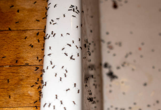 Best Affordable Pest Control Services  in North Branch, MN