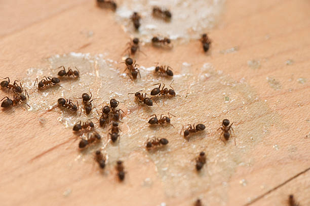 Flea Control Services in North Branch, MN